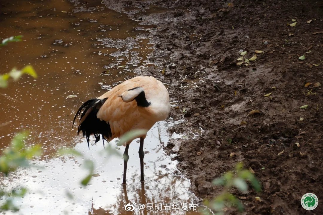 “昆明五华发布”微博