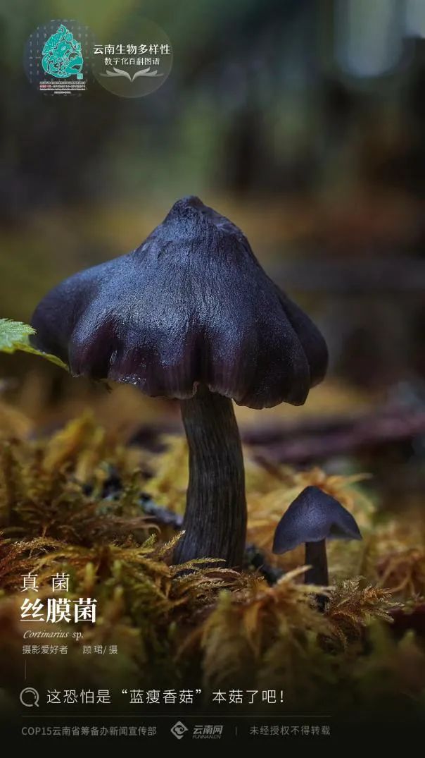 云南省人民政府网