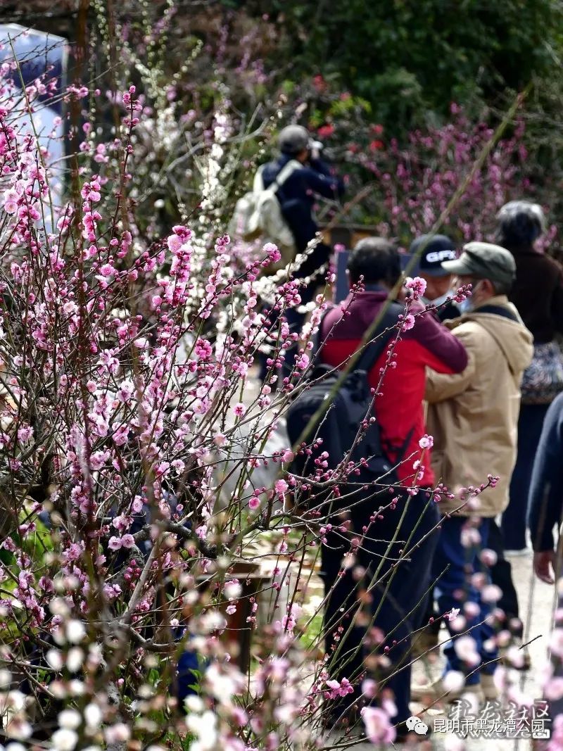 昆明市黑龙潭公园