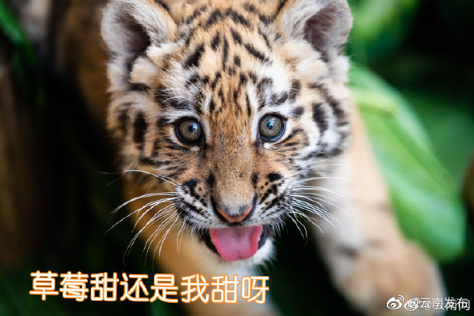 “云南发布”微博