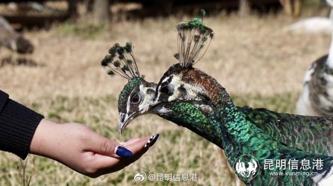 昆明信息港