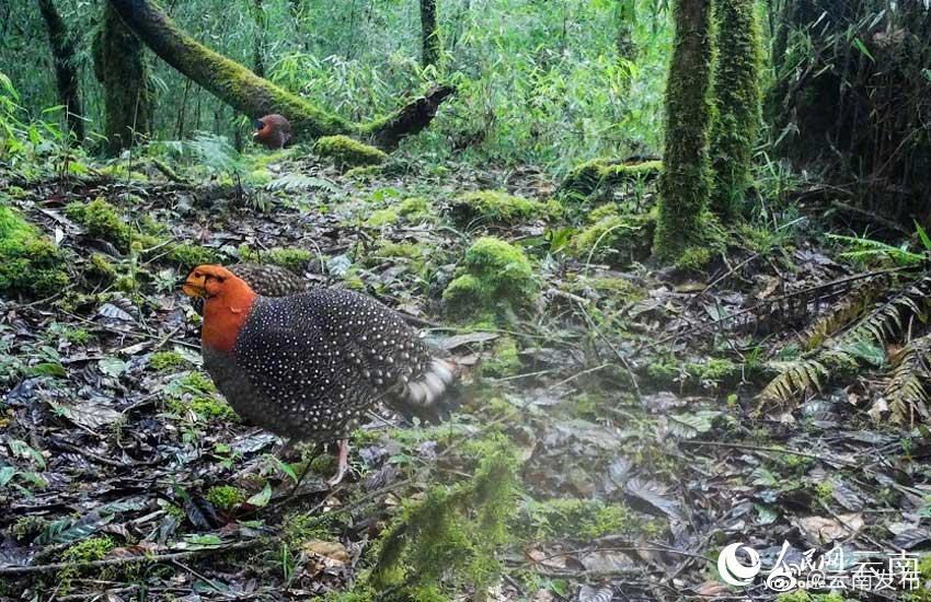 国内首次野外拍到灰腹角雉红腹角雉同框