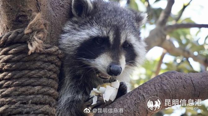 昆明信息港
