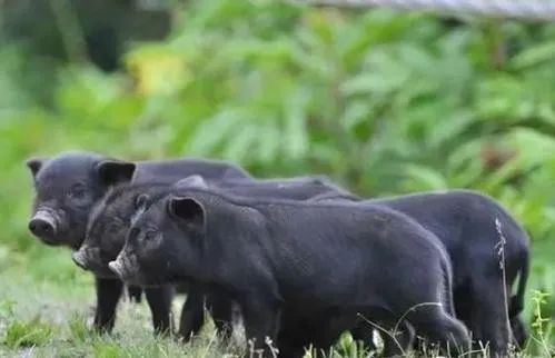 云南野生动物园