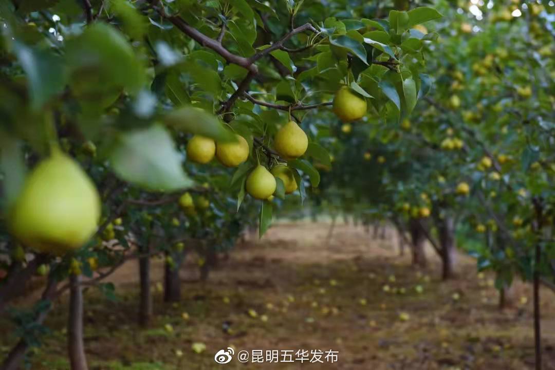 调优调强农业特色产业