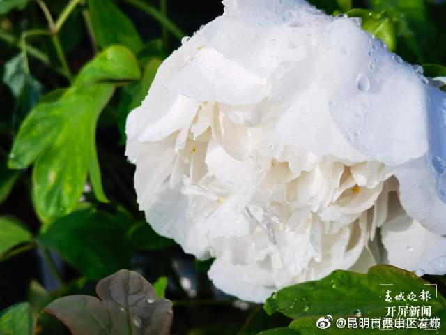 “昆明市西山区发布”微博