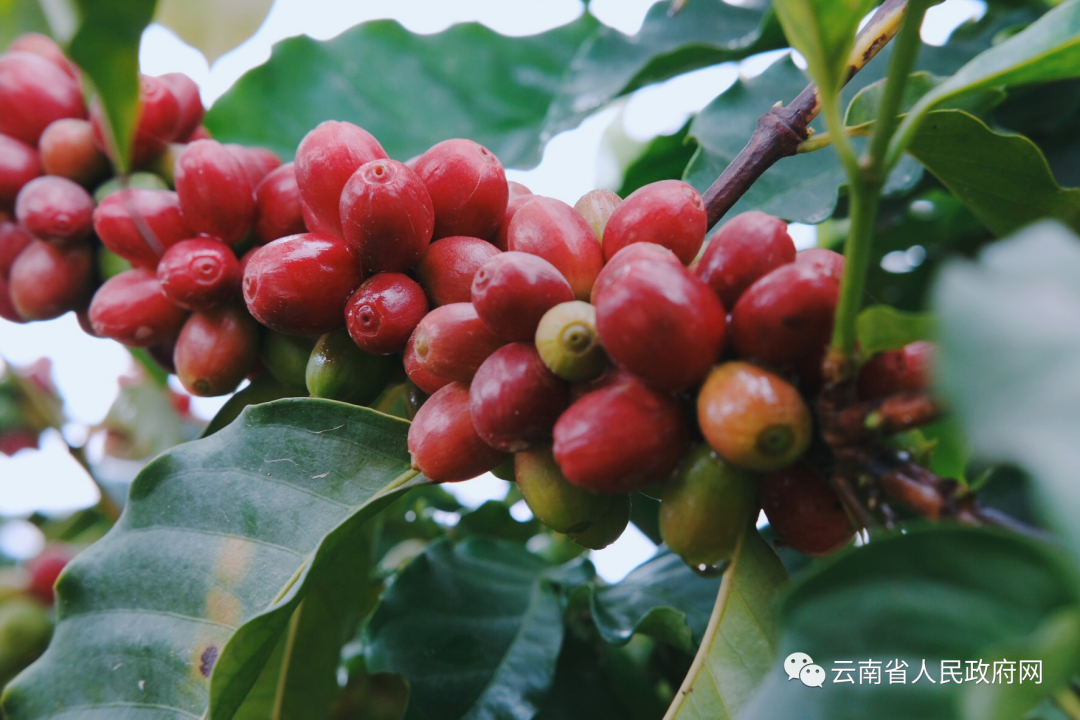 云南省人民政府网