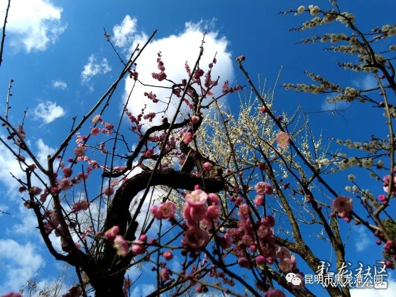 昆明市黑龙潭公园