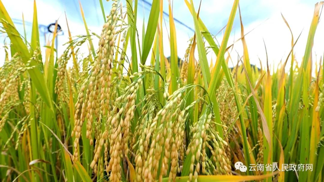 云南省人民政府网