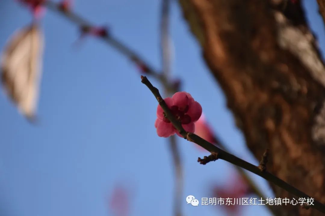 东川教育(微信)