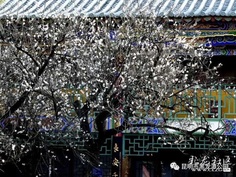 昆明市黑龙潭公园