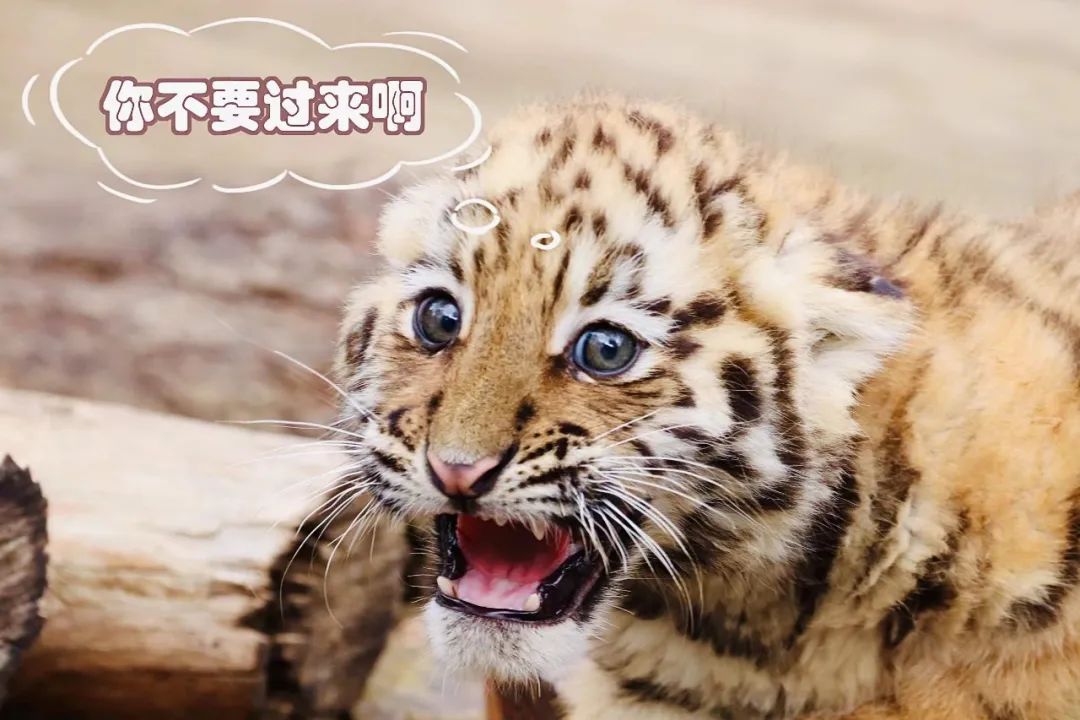 云南野生动物园