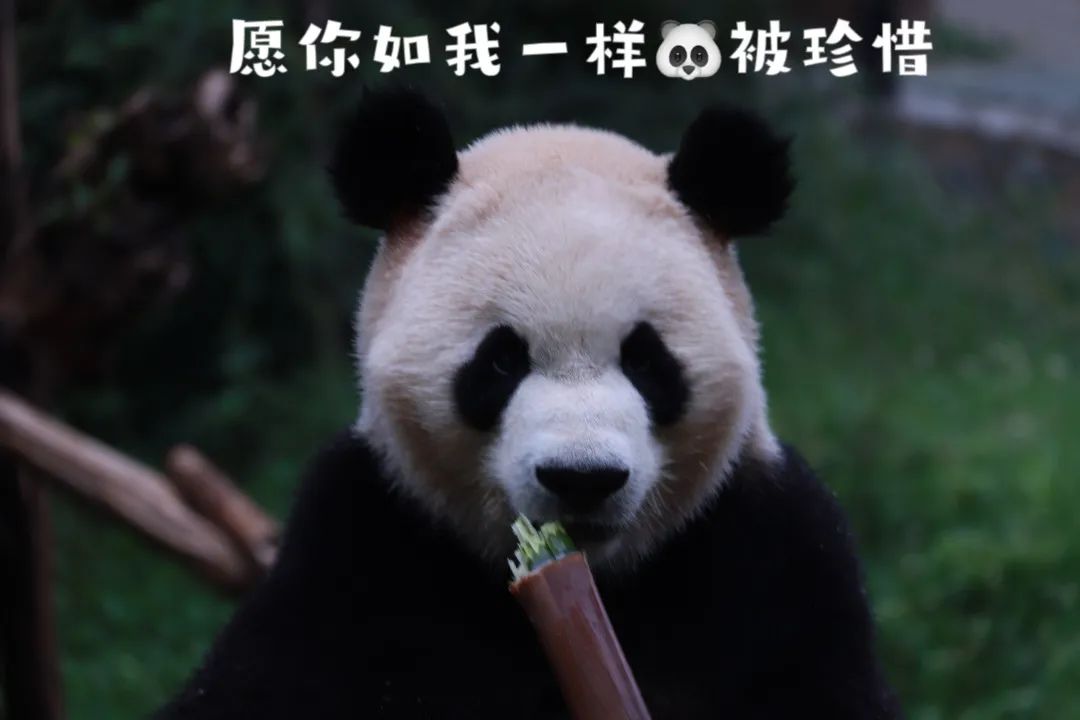 云南野生动物园