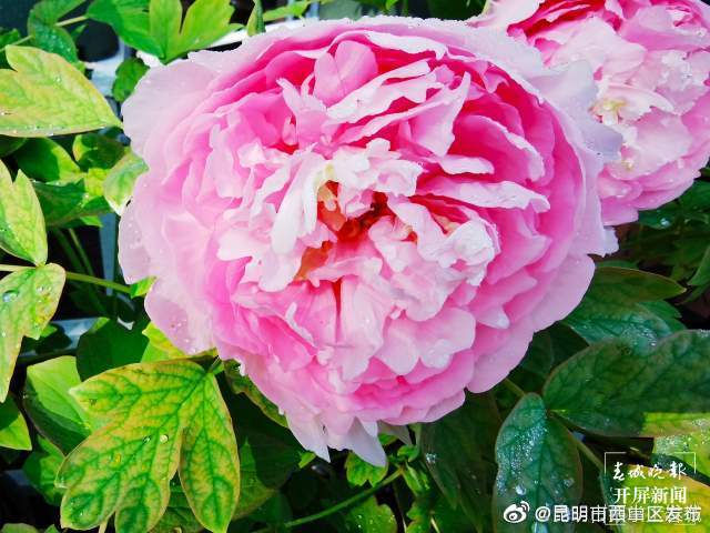 “昆明市西山区发布”微博