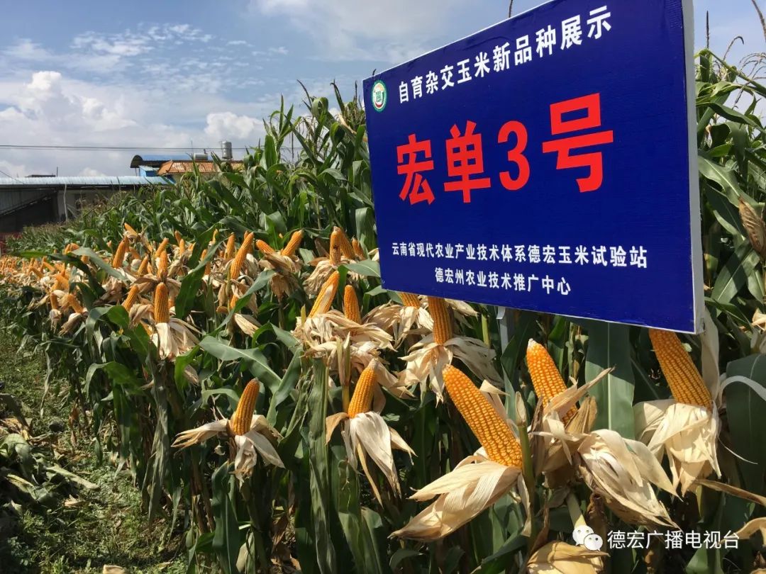 德宏广播电视台