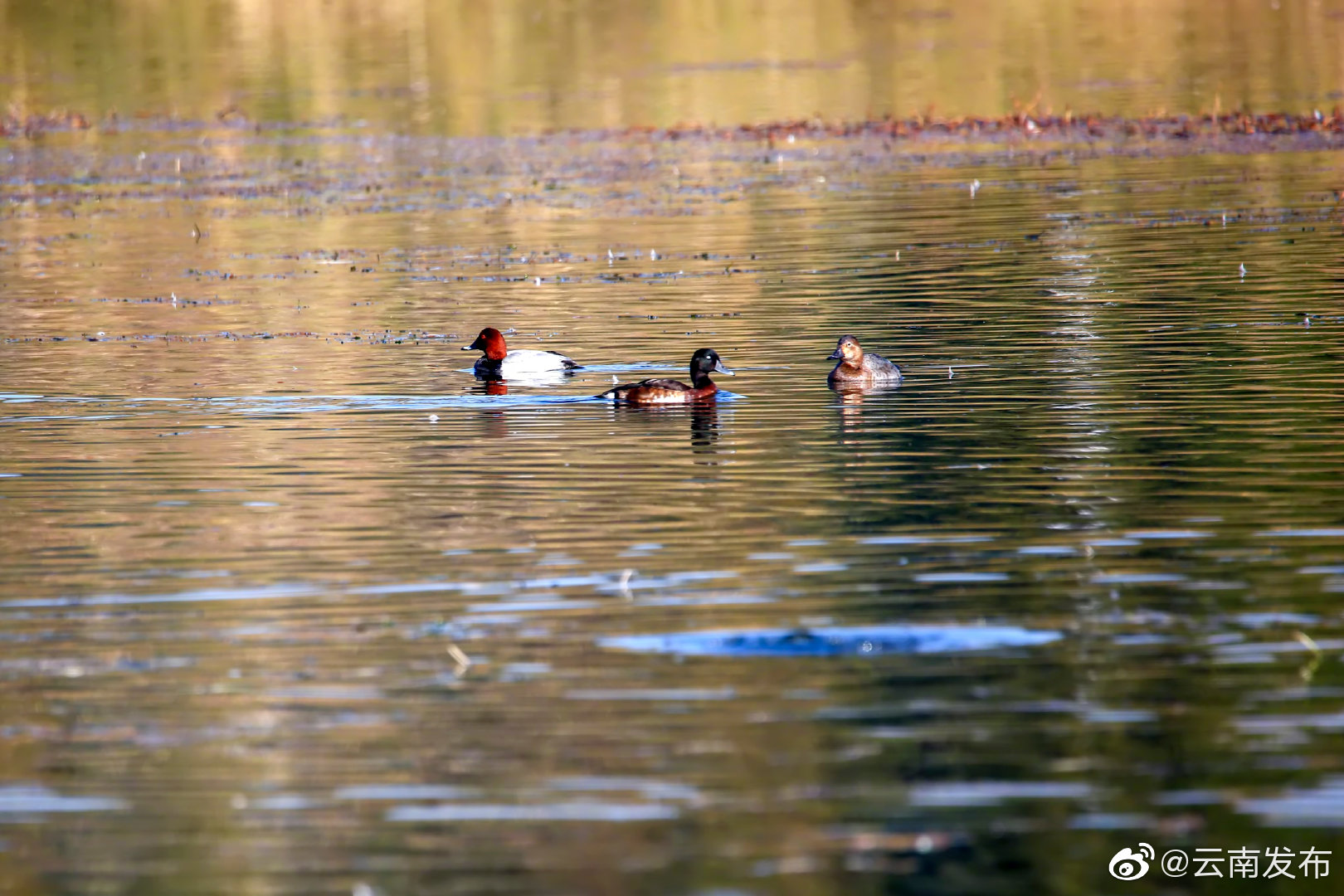 青头潜鸭再现滇池