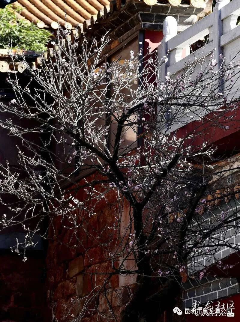 昆明市黑龙潭公园