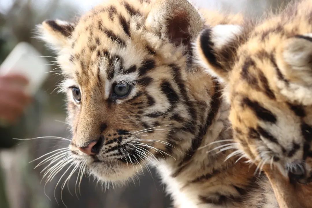 云南野生动物园