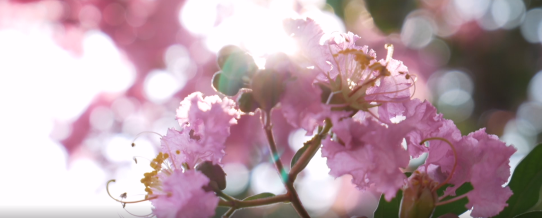 掌上春城微信公众号