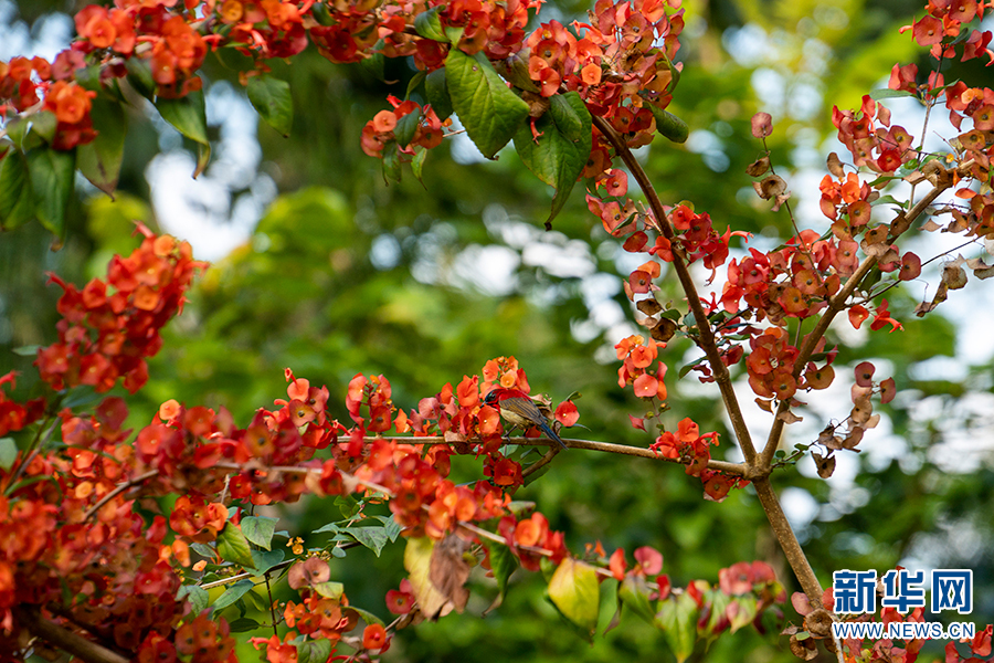 昆明信息港/cnkmxxg