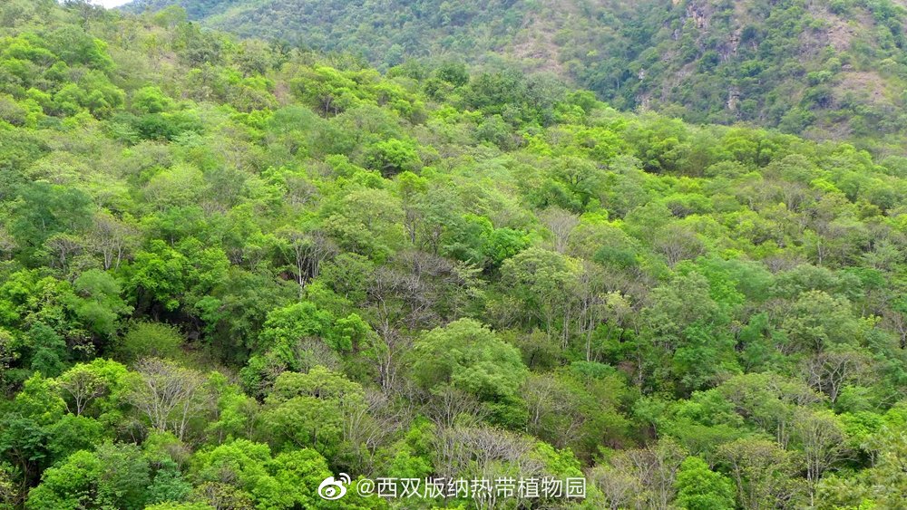 西双版纳热带植物园微博