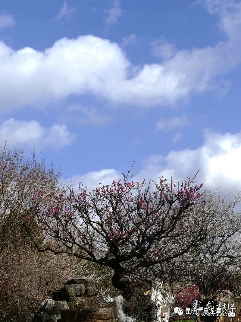昆明市黑龙潭公园
