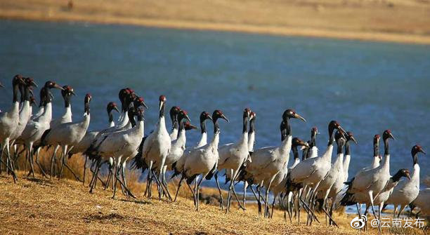 “云南发布”微博