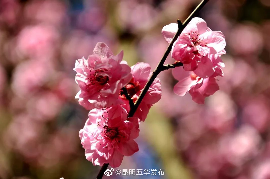 “昆明五华发布”微博