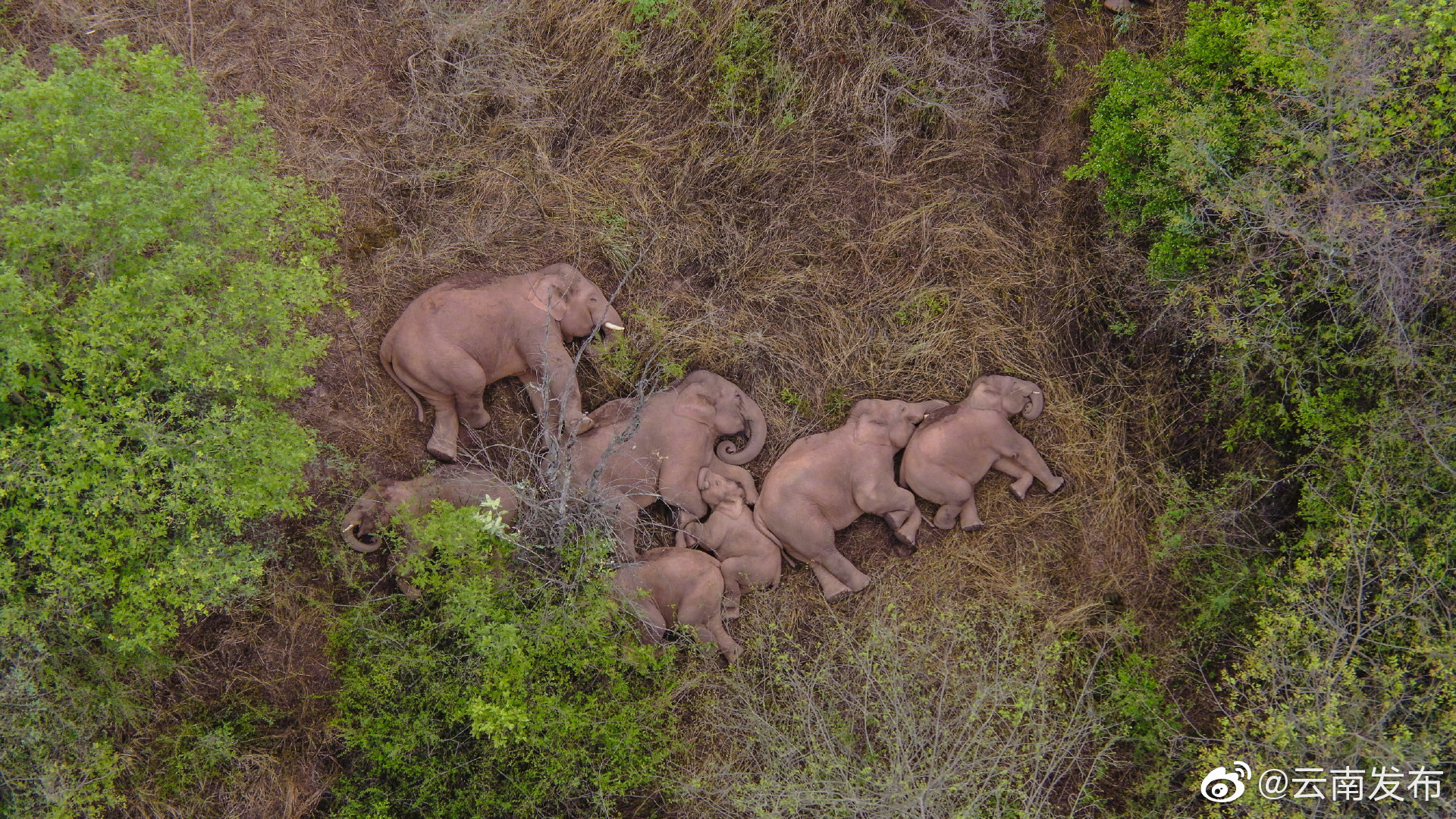 新年新气象！和亚洲象一起许下新年愿望