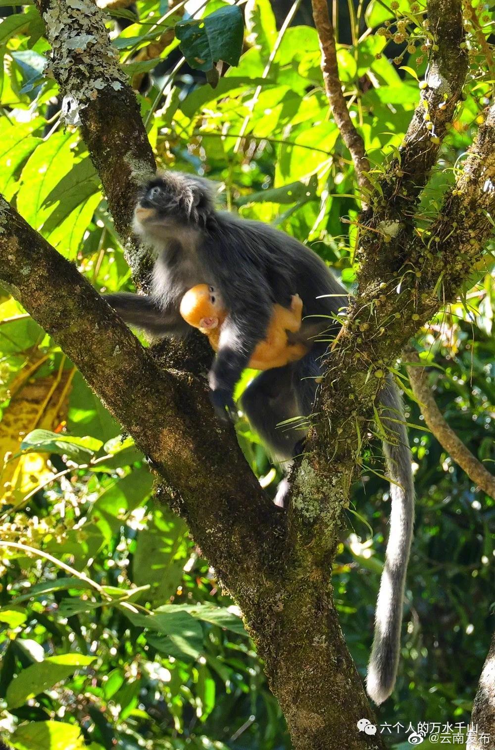 “云南发布”微博