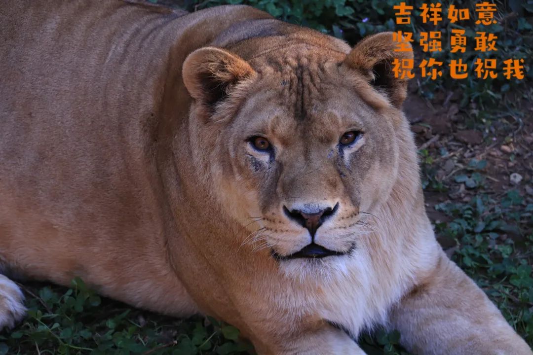 云南野生动物园