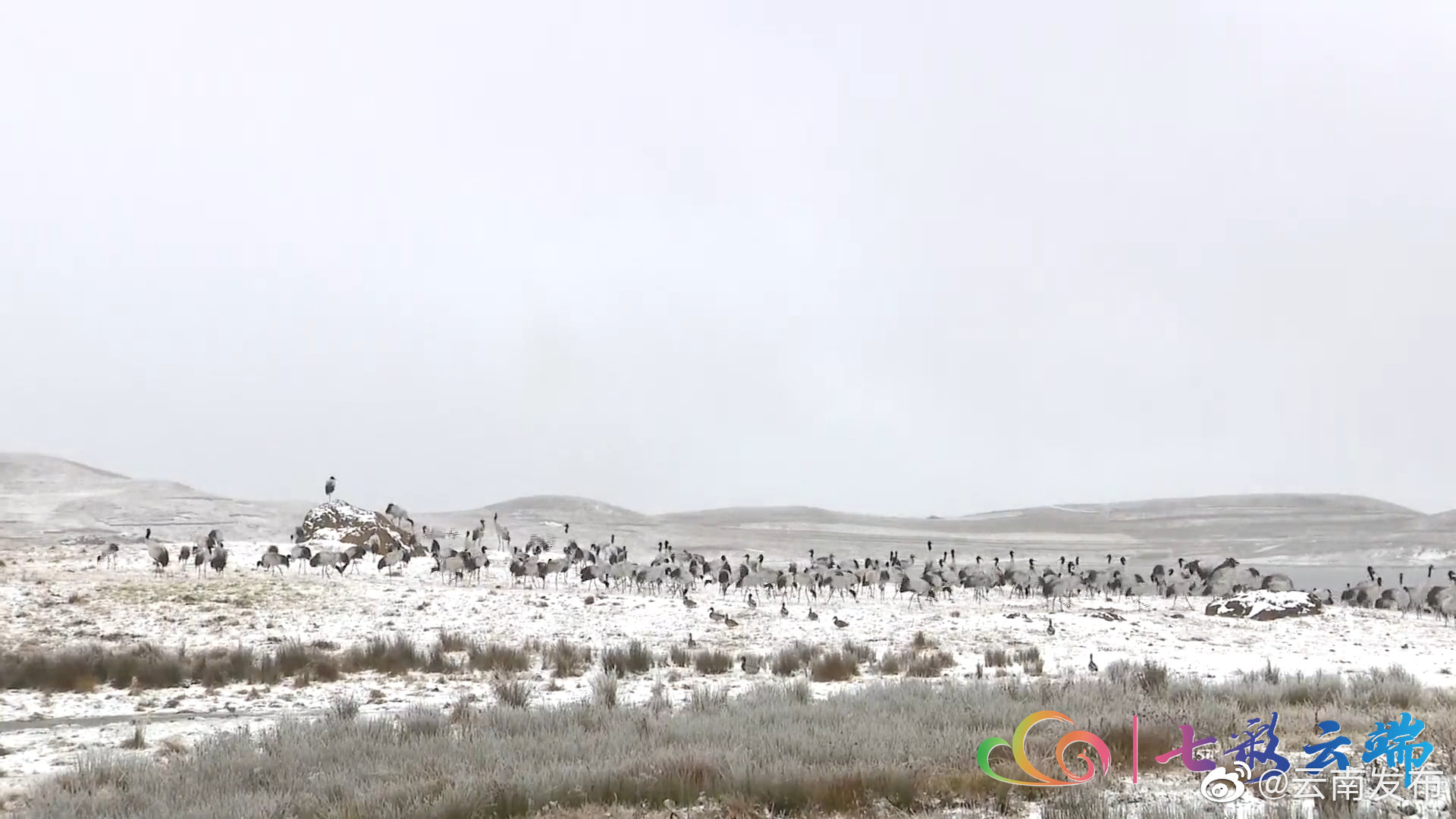 “云南发布”微博