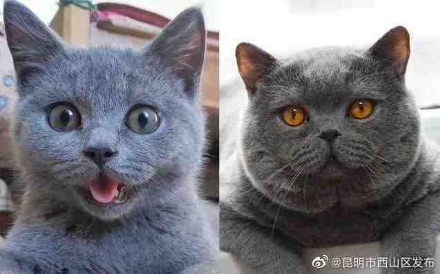 “昆明市西山区发布”微博