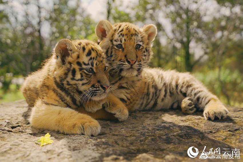 “云南发布”微博