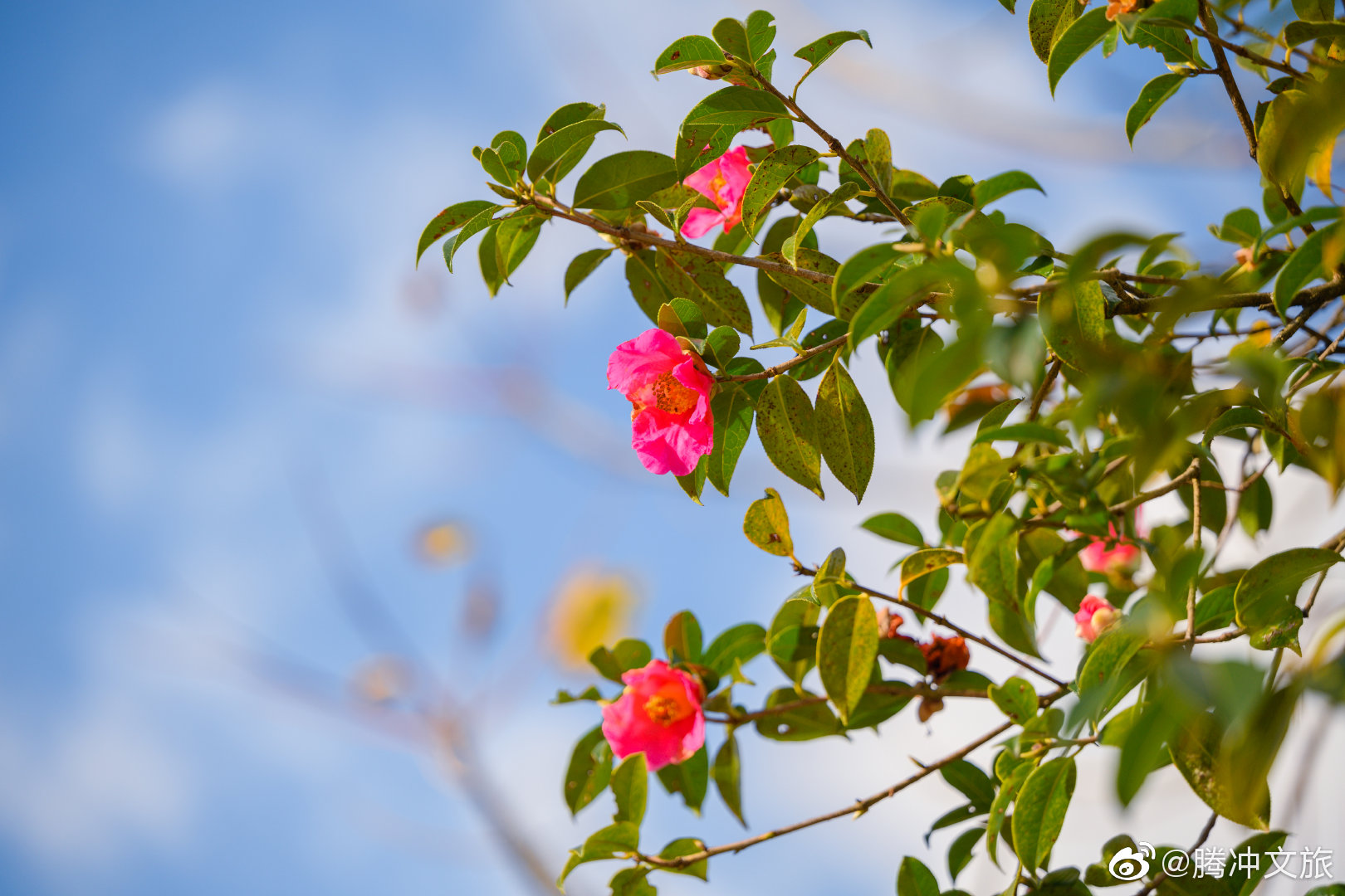 腾冲文旅微博