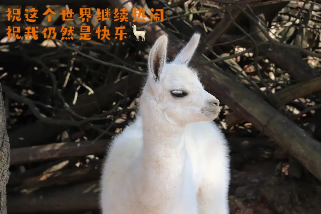云南野生动物园