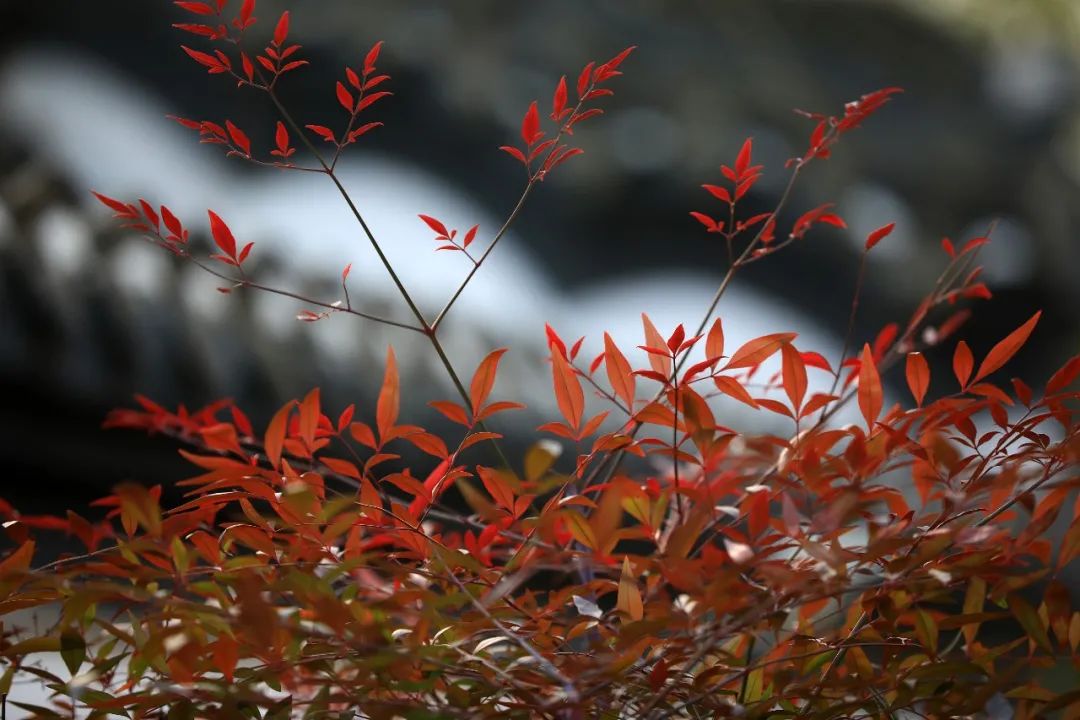 昆明市黑龙潭公园