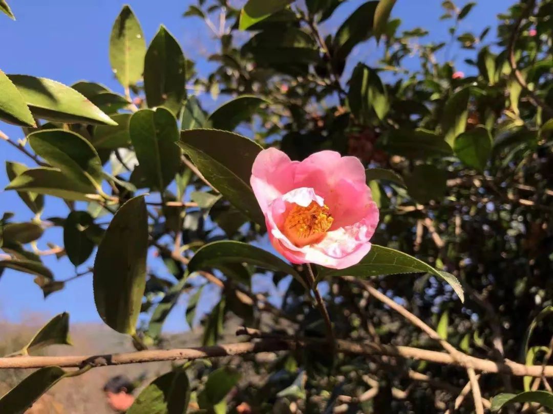 丽江日报