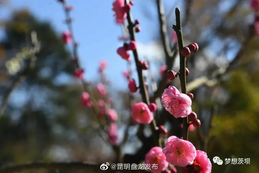 昆明盘龙发布