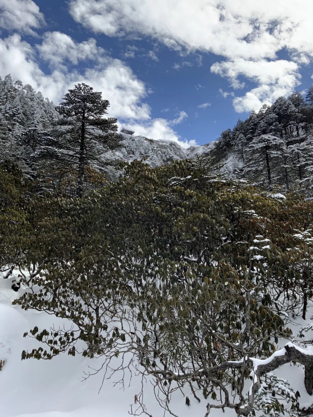 掌上春城微信公众号