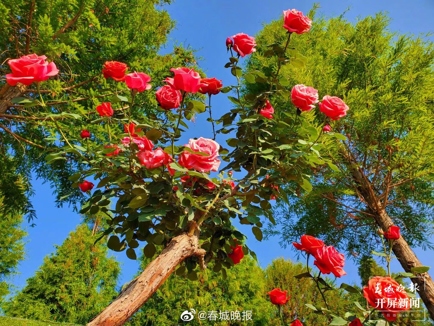 捞渔河湿地公园及大渔公园明日恢复开放