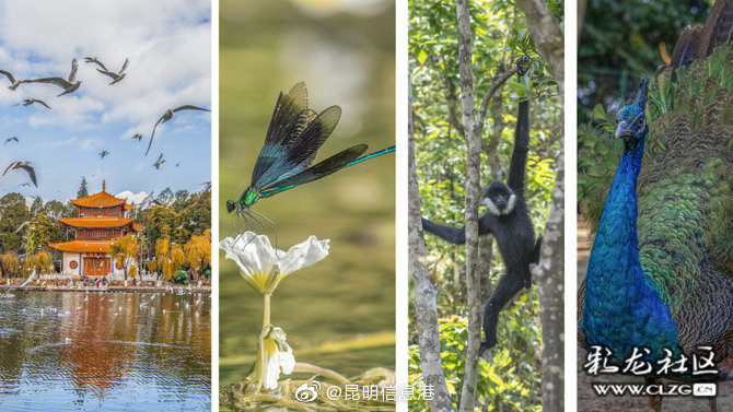 2022昆明信息港彩龙社区迎新嘉年华 