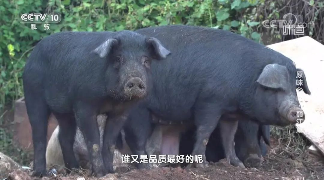 丽江日报