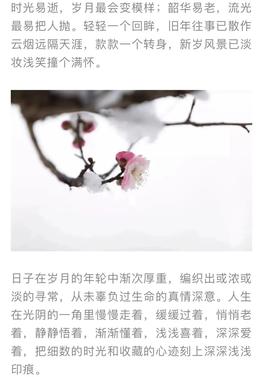 红色扎西