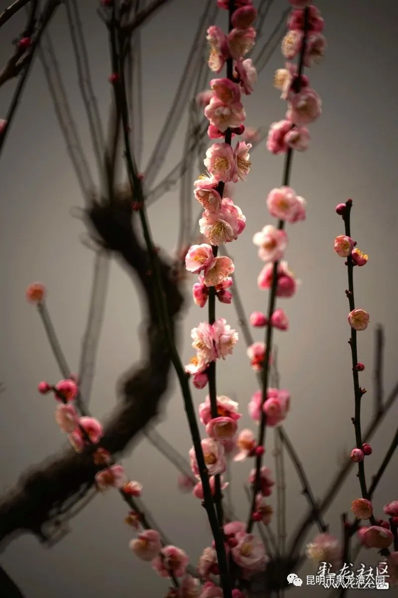 昆明市黑龙潭公园