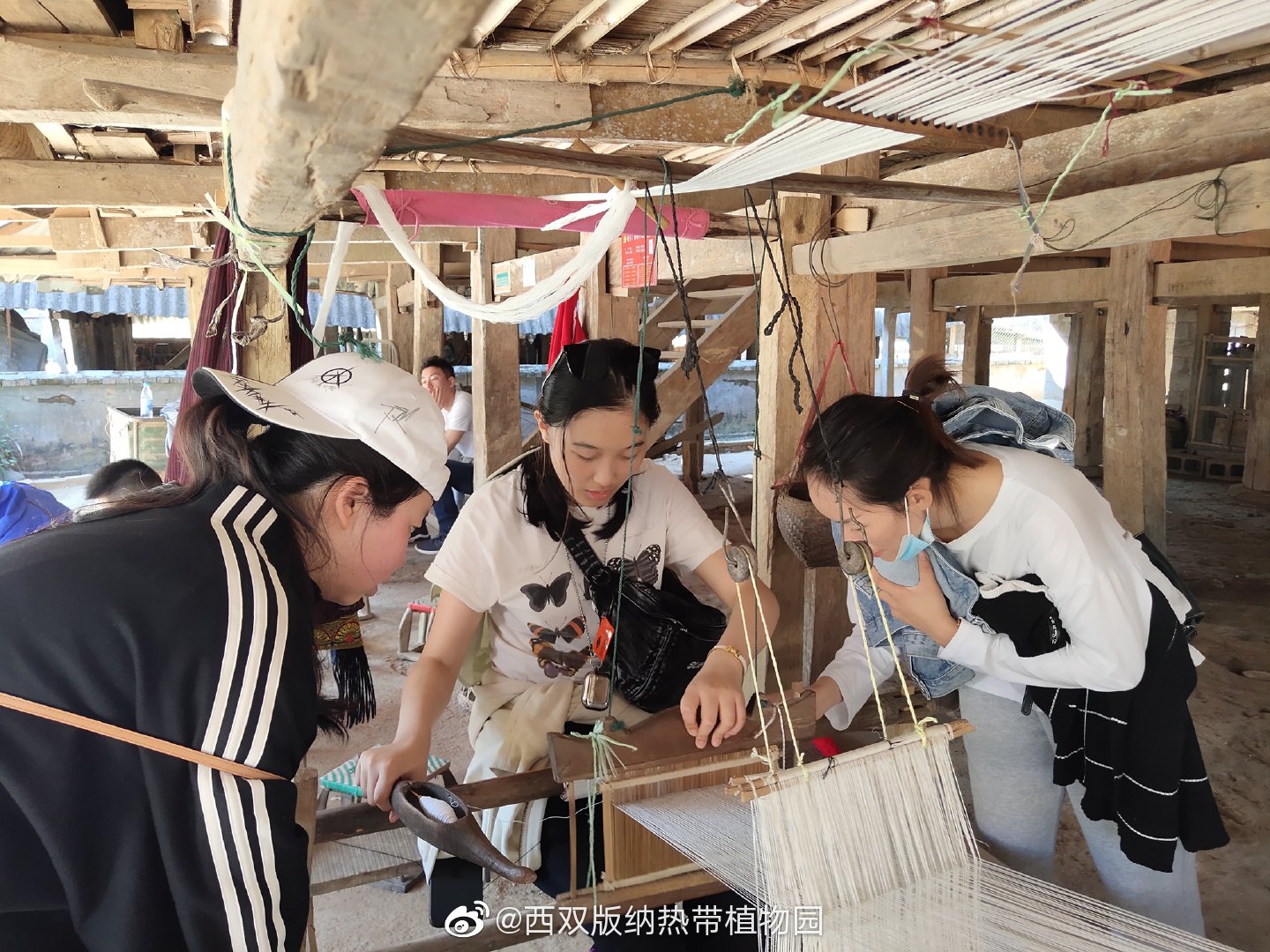 西双版纳热带植物园微博