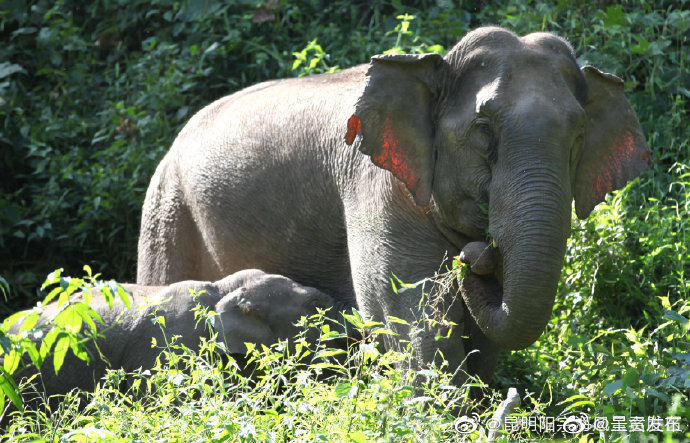 云南力争到2025年成功创建亚洲象等3处国家公园