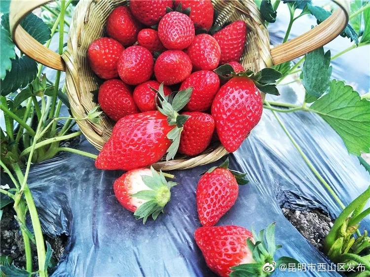 “昆明市西山区发布”微博