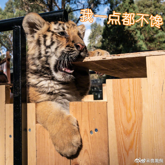 “云南发布”微博