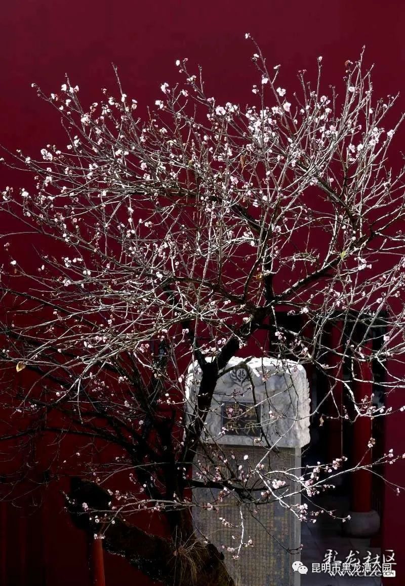 昆明市黑龙潭公园